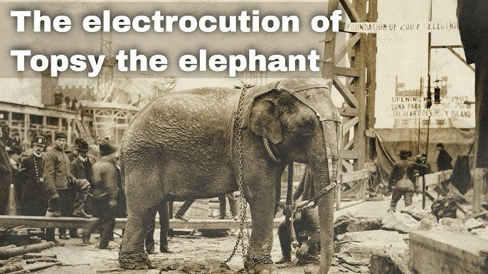 Elephant chained amid a construction site with onlookers; sepia-toned historical image. Text: "The electrocution of Topsy the elephant."
