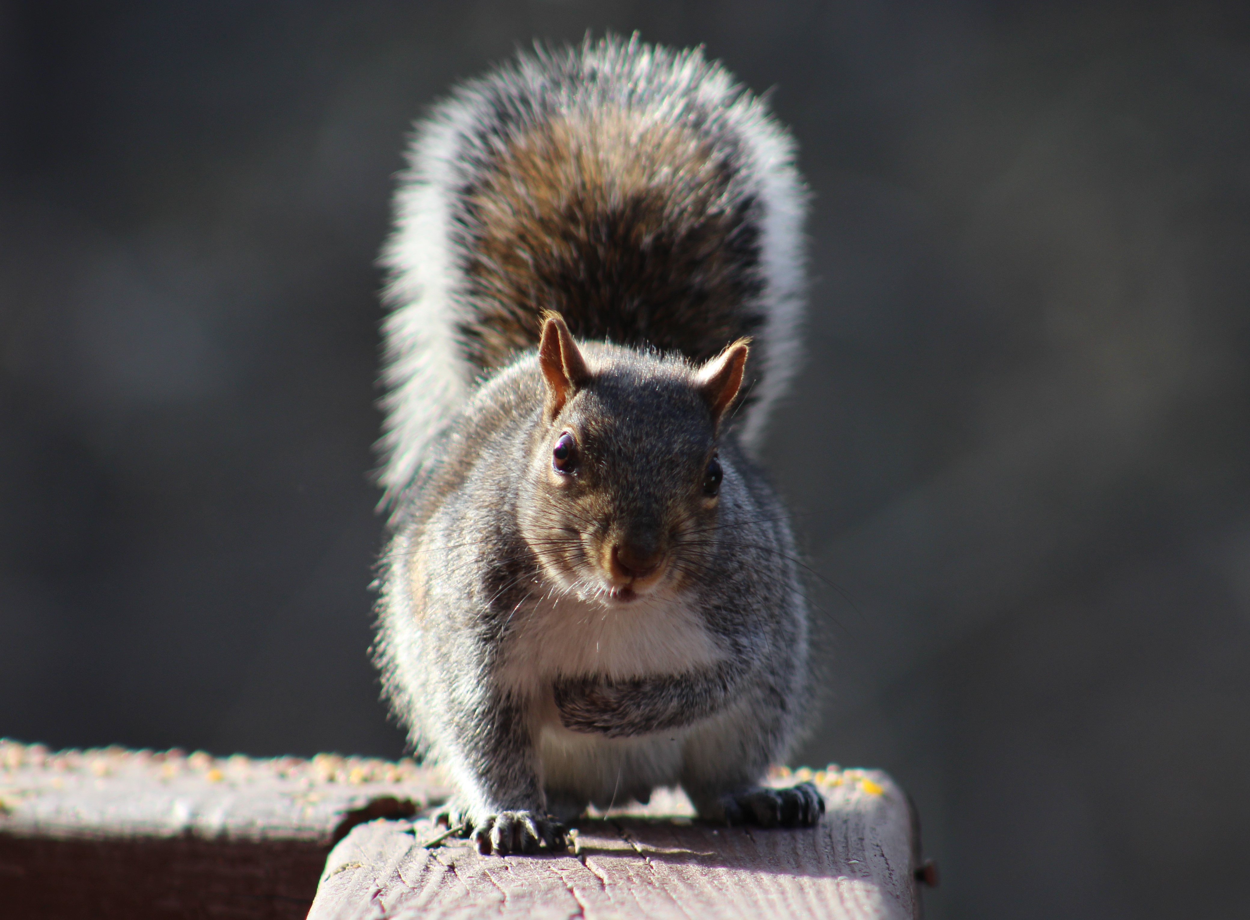 Sweet, innocent squirrel