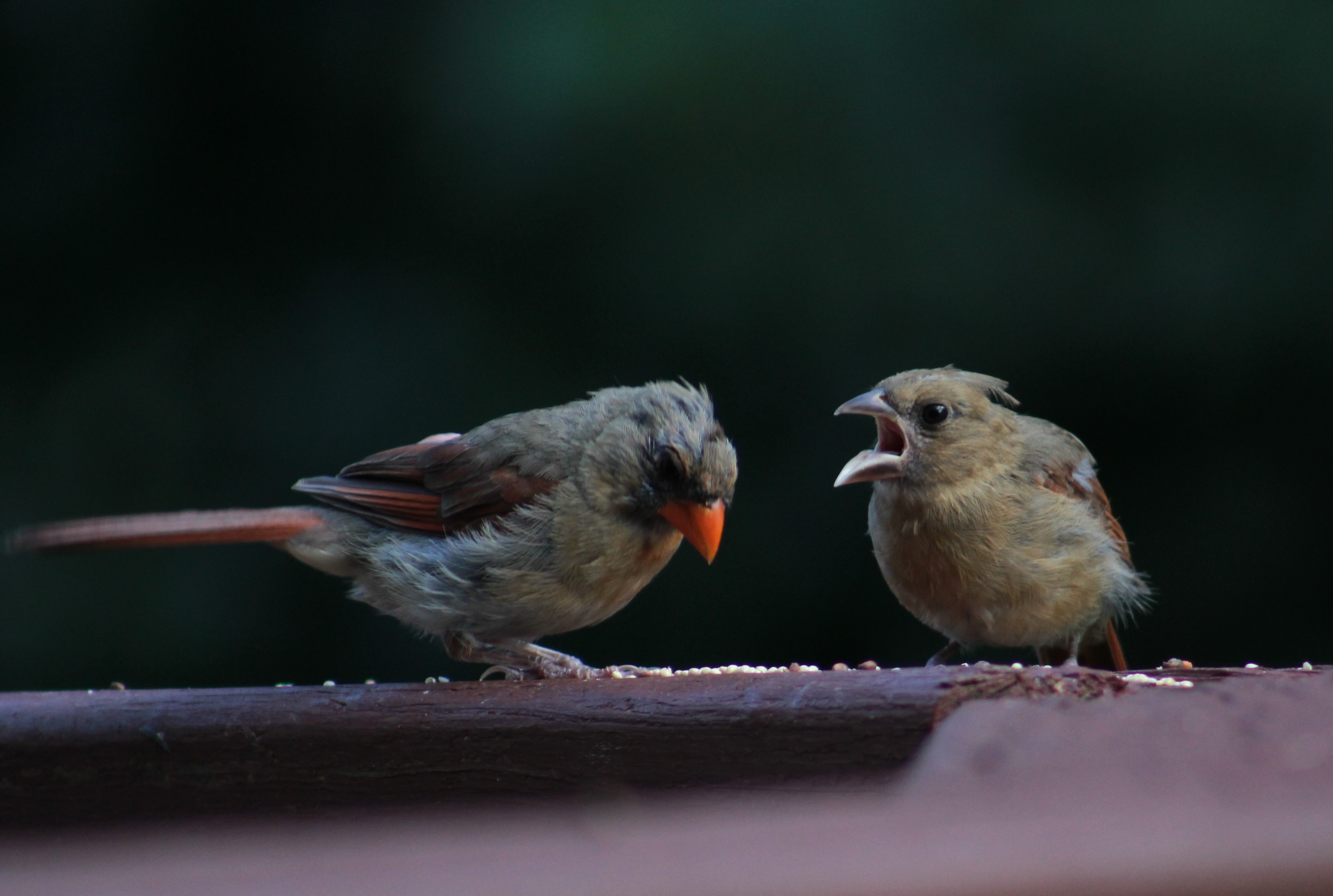 Teenage cardinal whines to mama