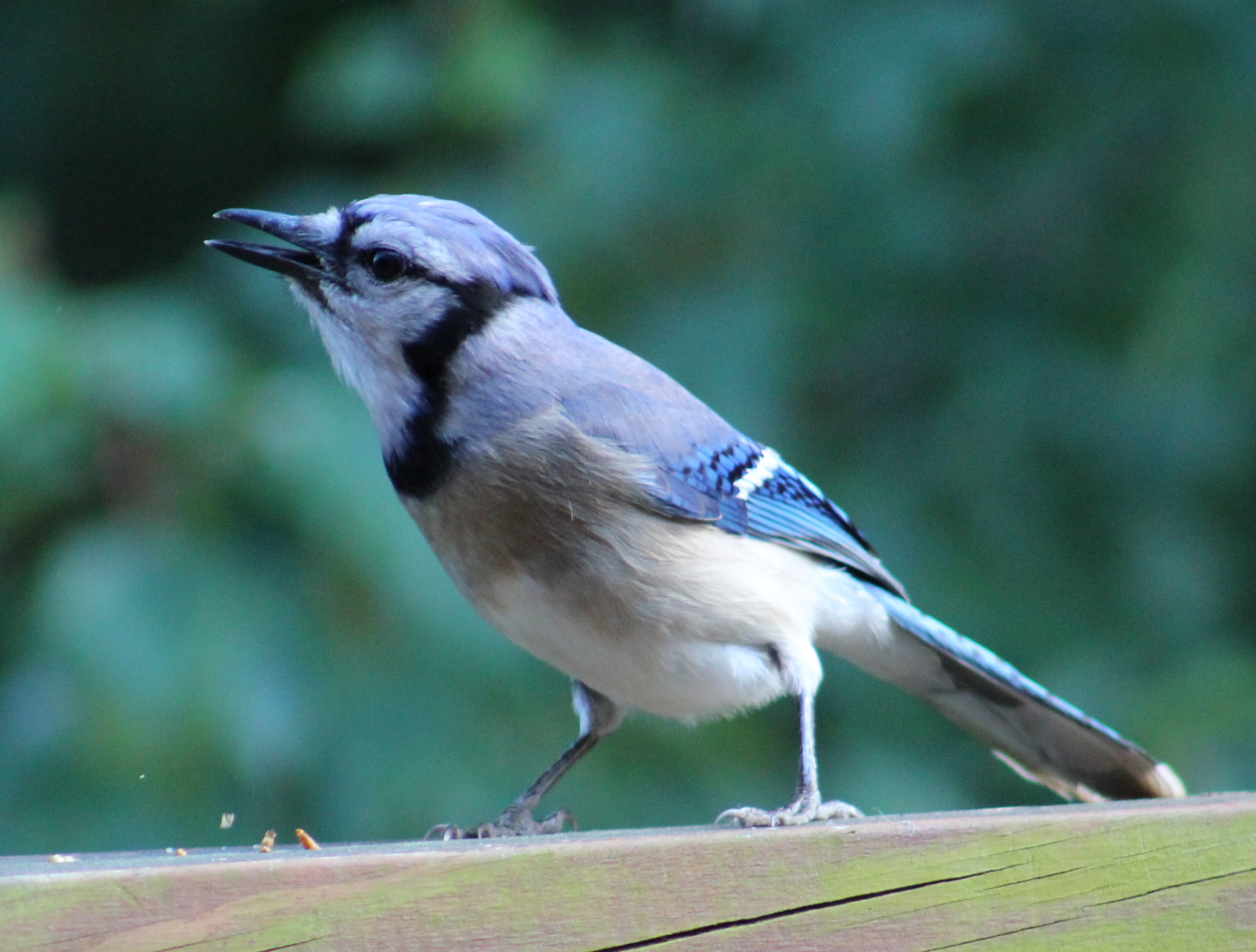 Donald Trump Blue Jay-tweeting