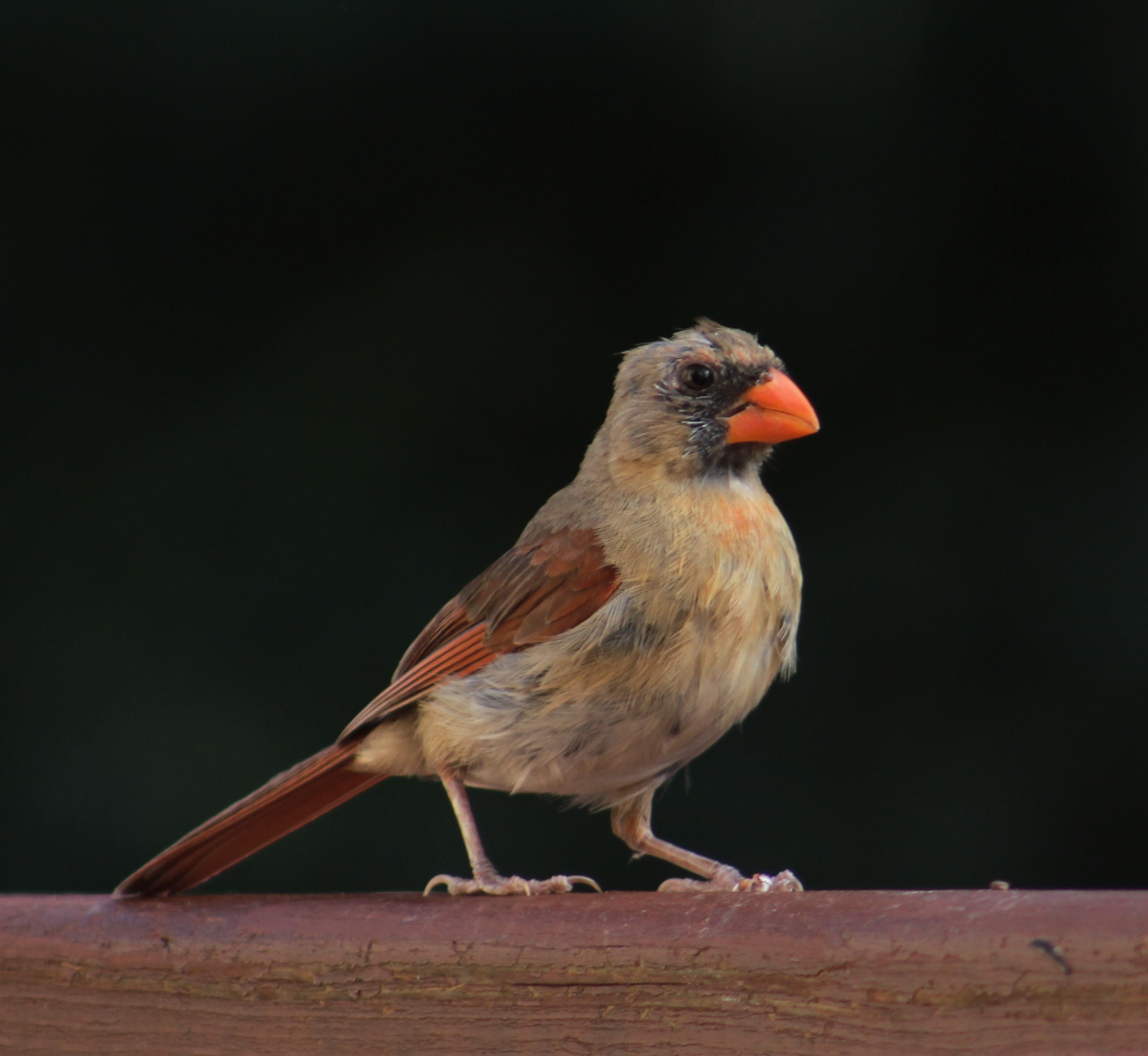 Molting mama cardinal