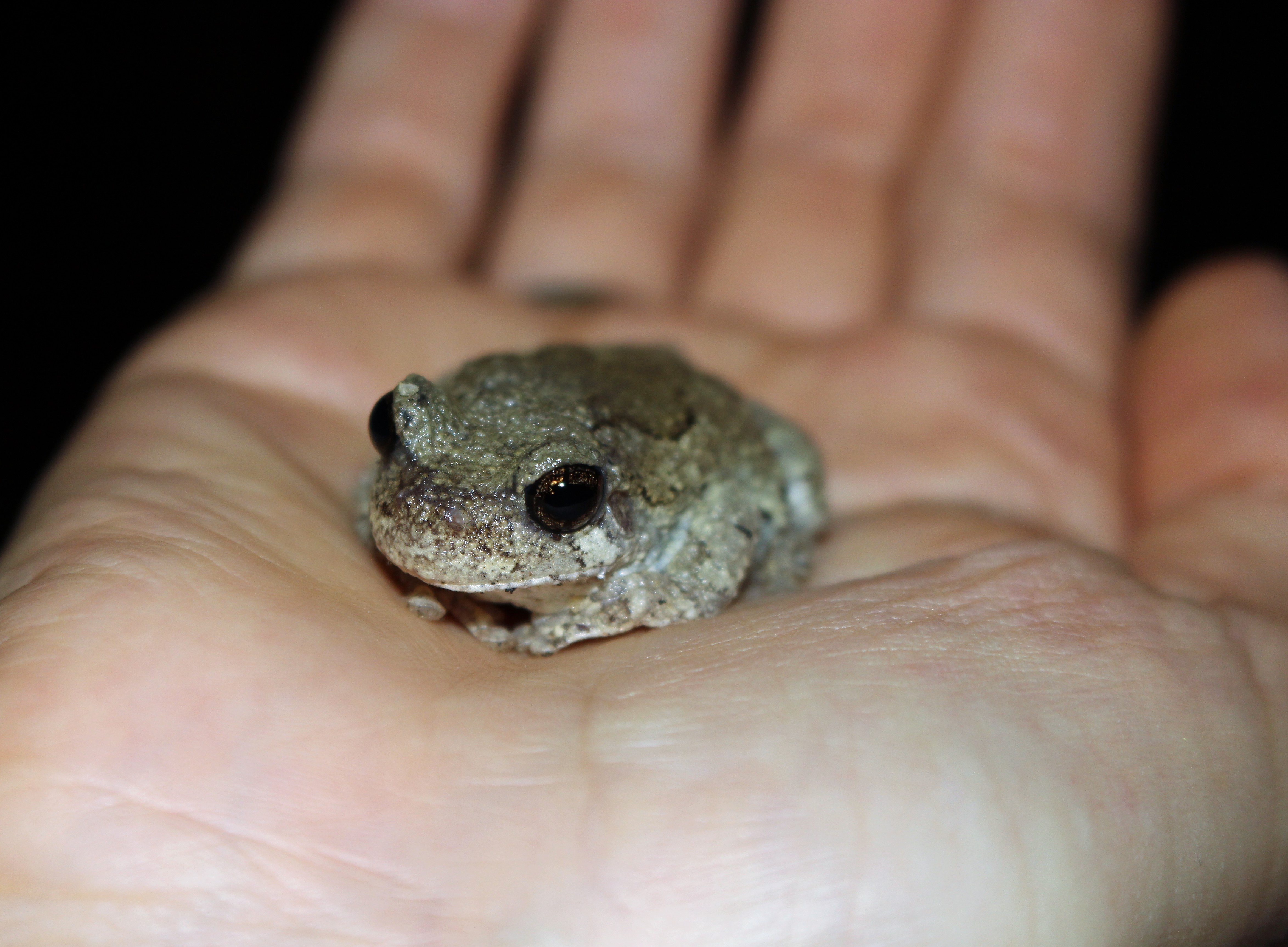 Teeny tiny tree frog