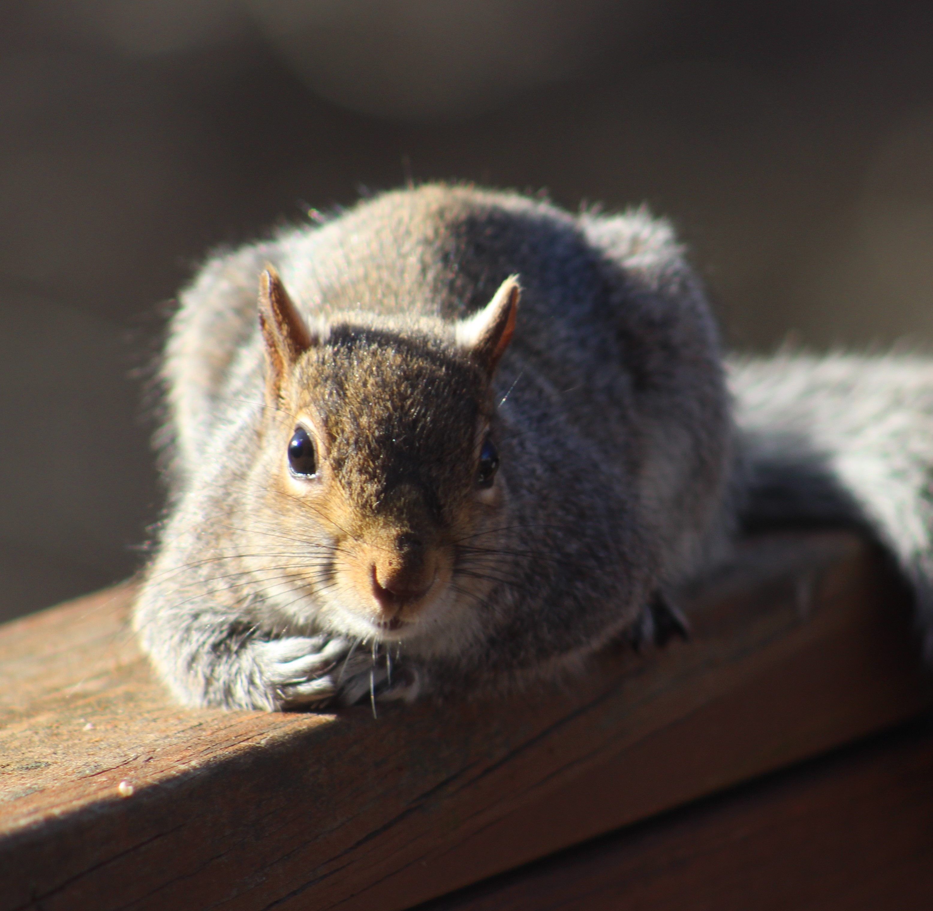 Chillaxin squirrel