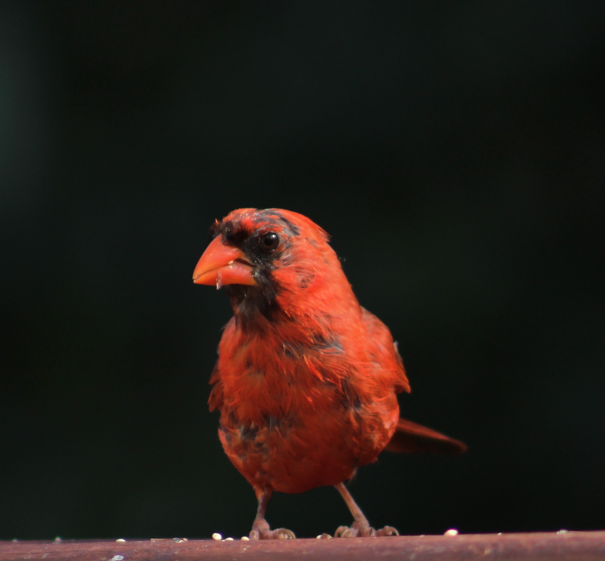 Molting papa cardinal