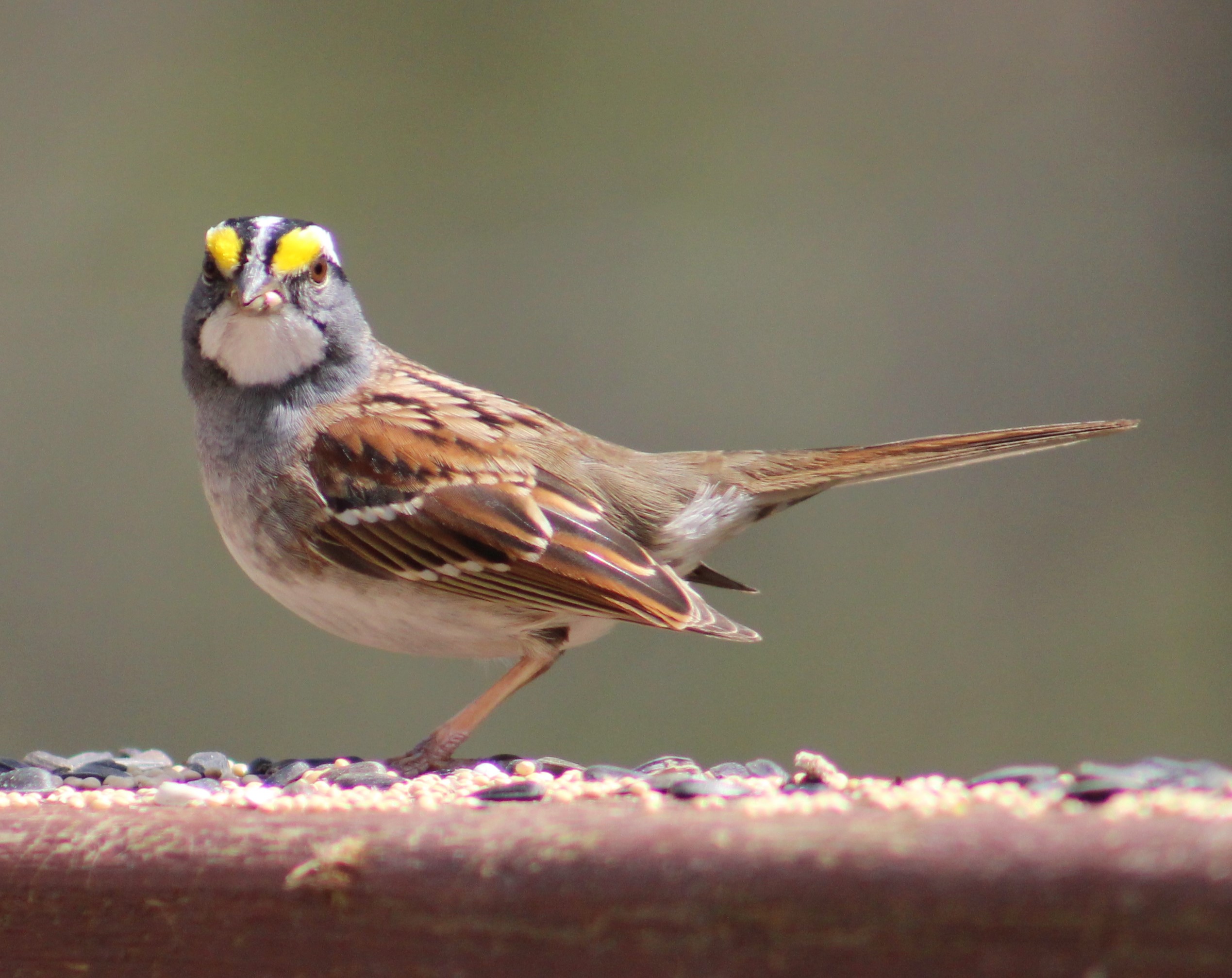 White Throated Sparrow