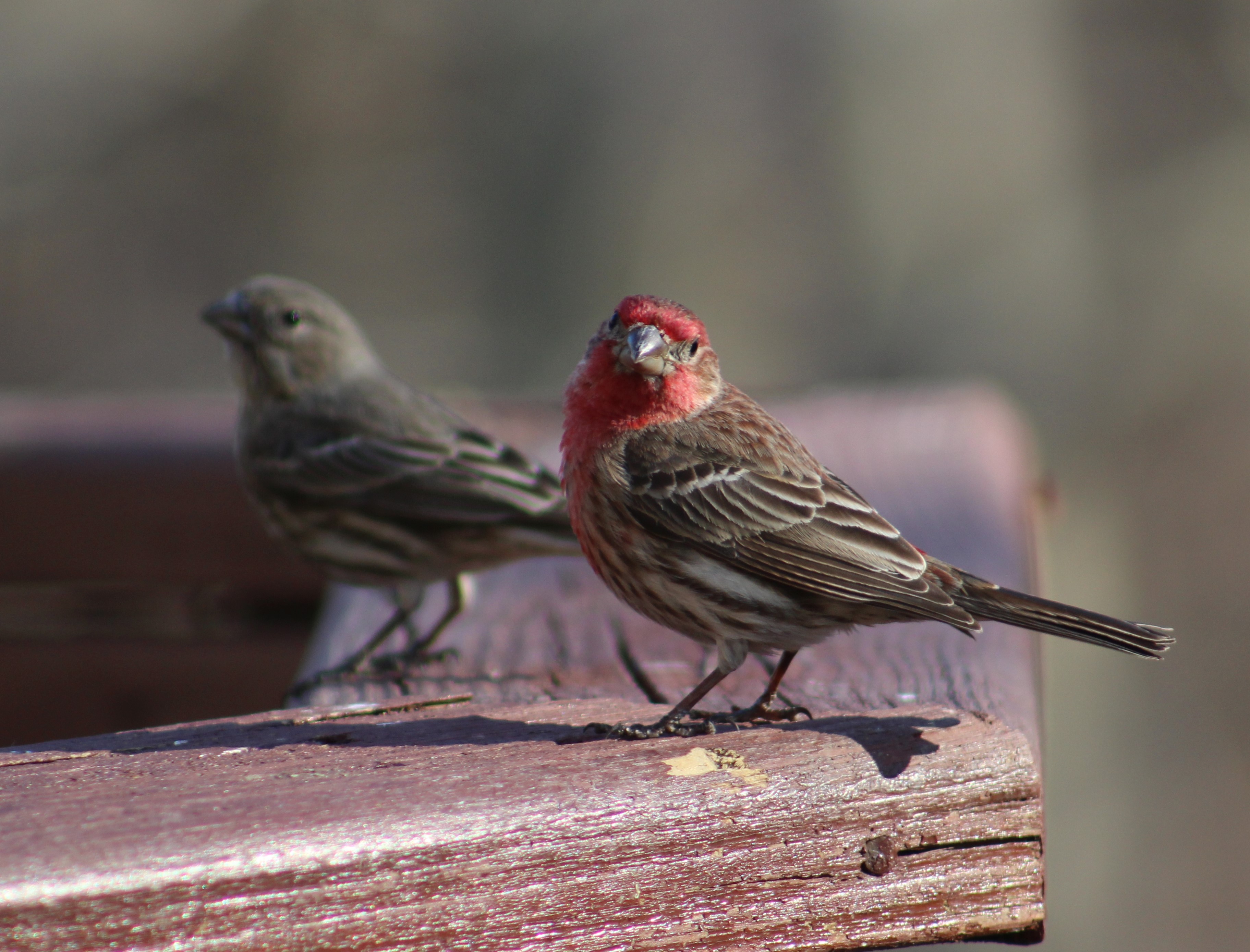Haughty Housefinches
