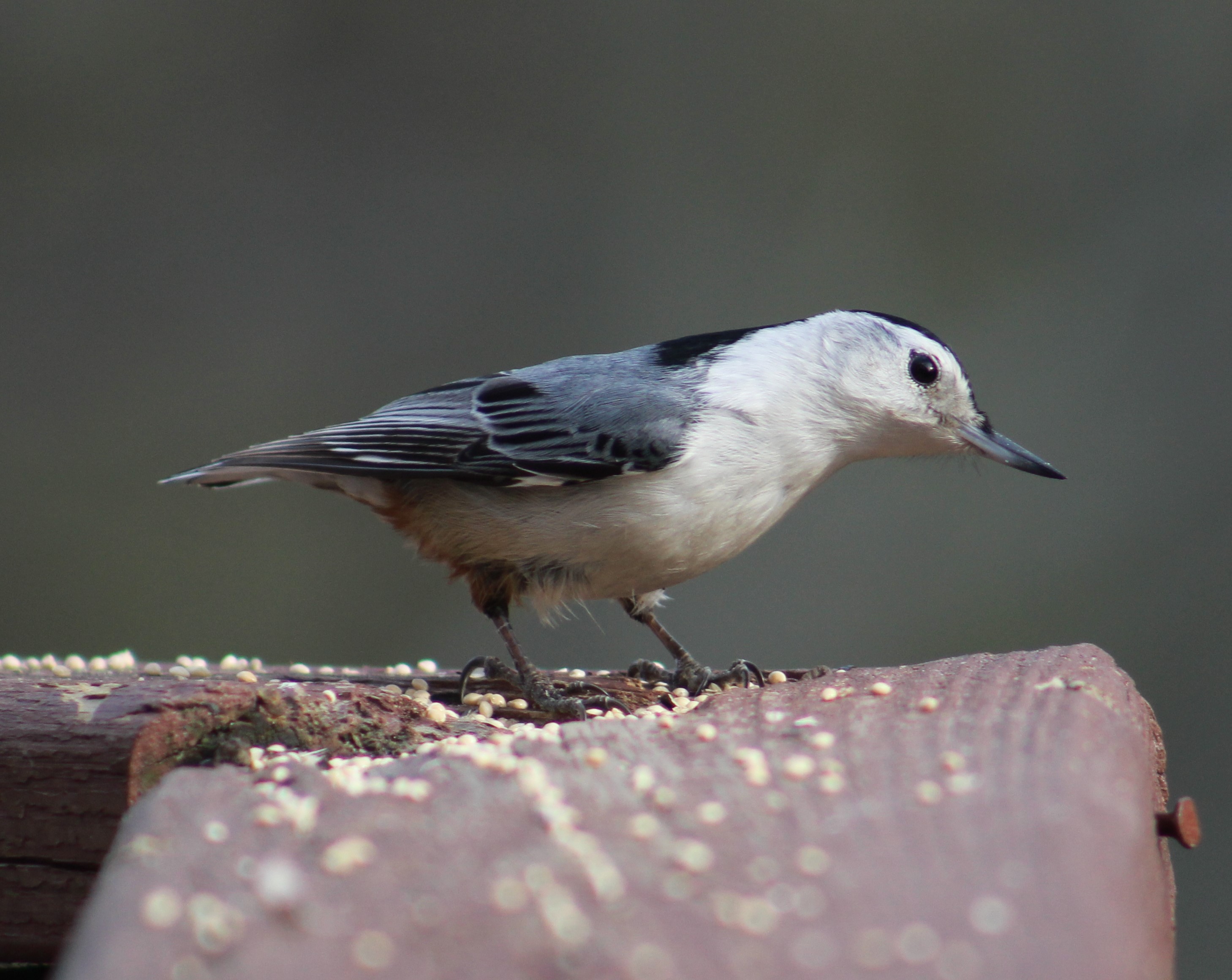 Nut-nut the nutty Nuthatch