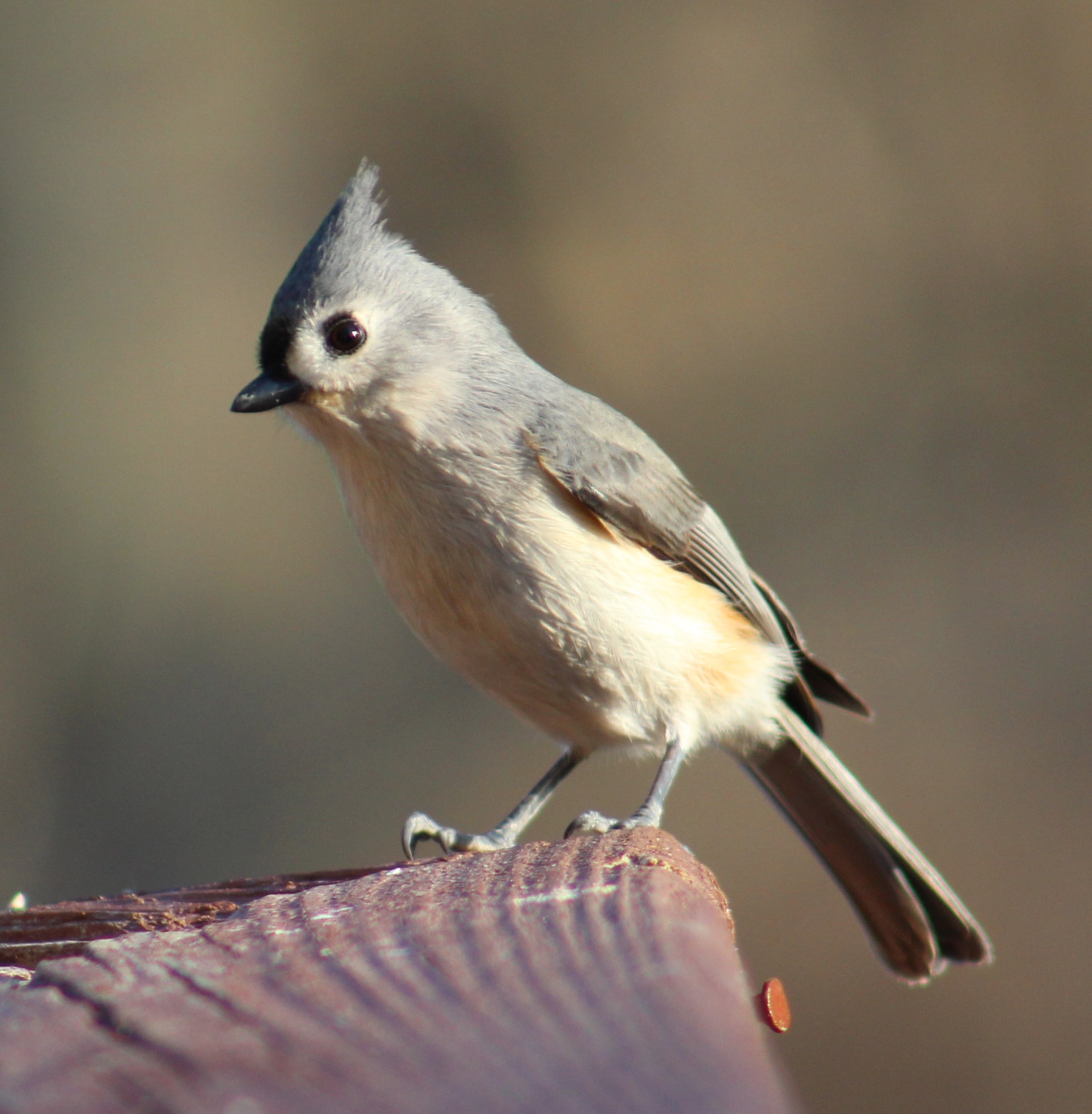 Tuffy is a curious Titmouse