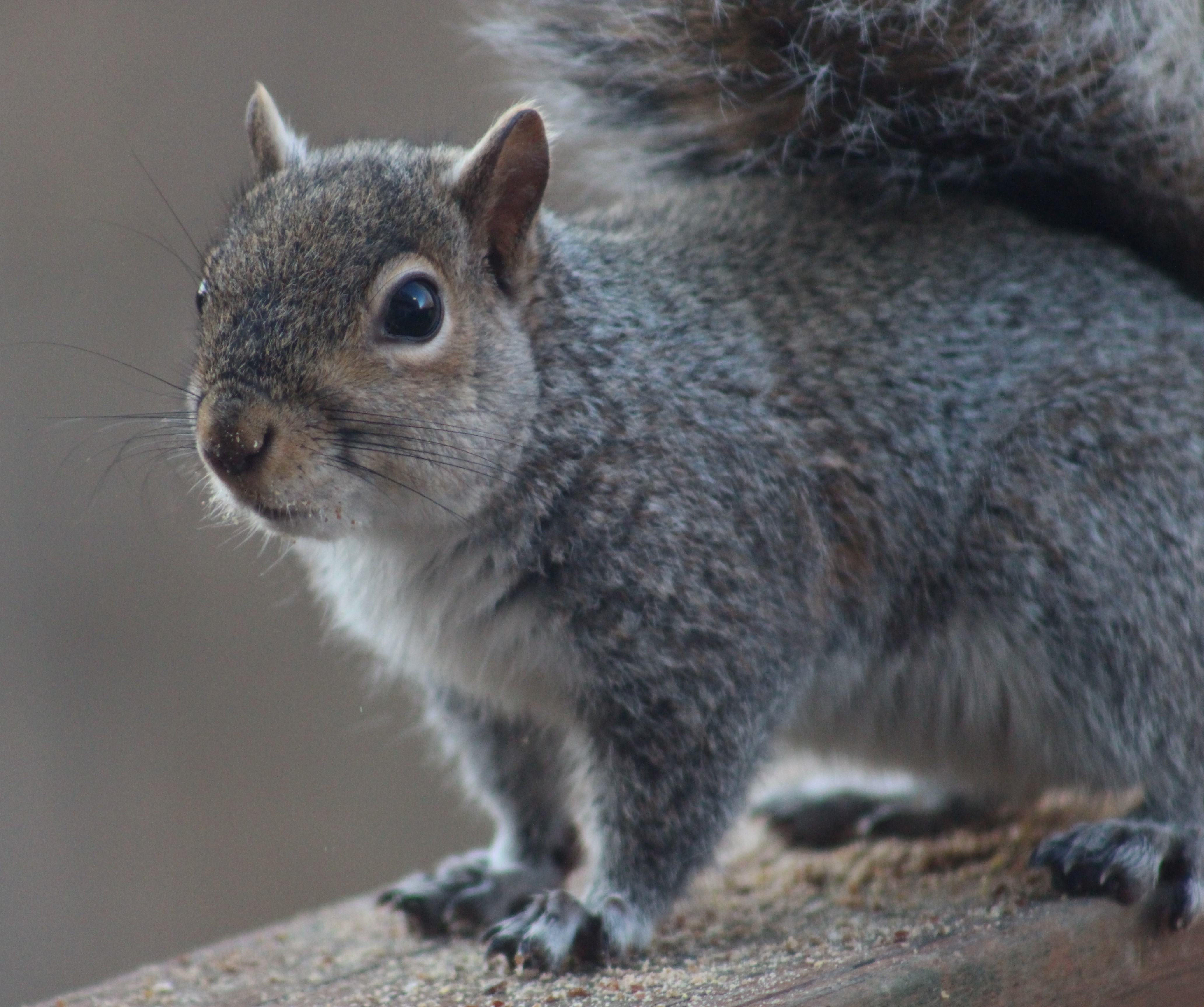"Sorry, I ate all of your birdseeds"