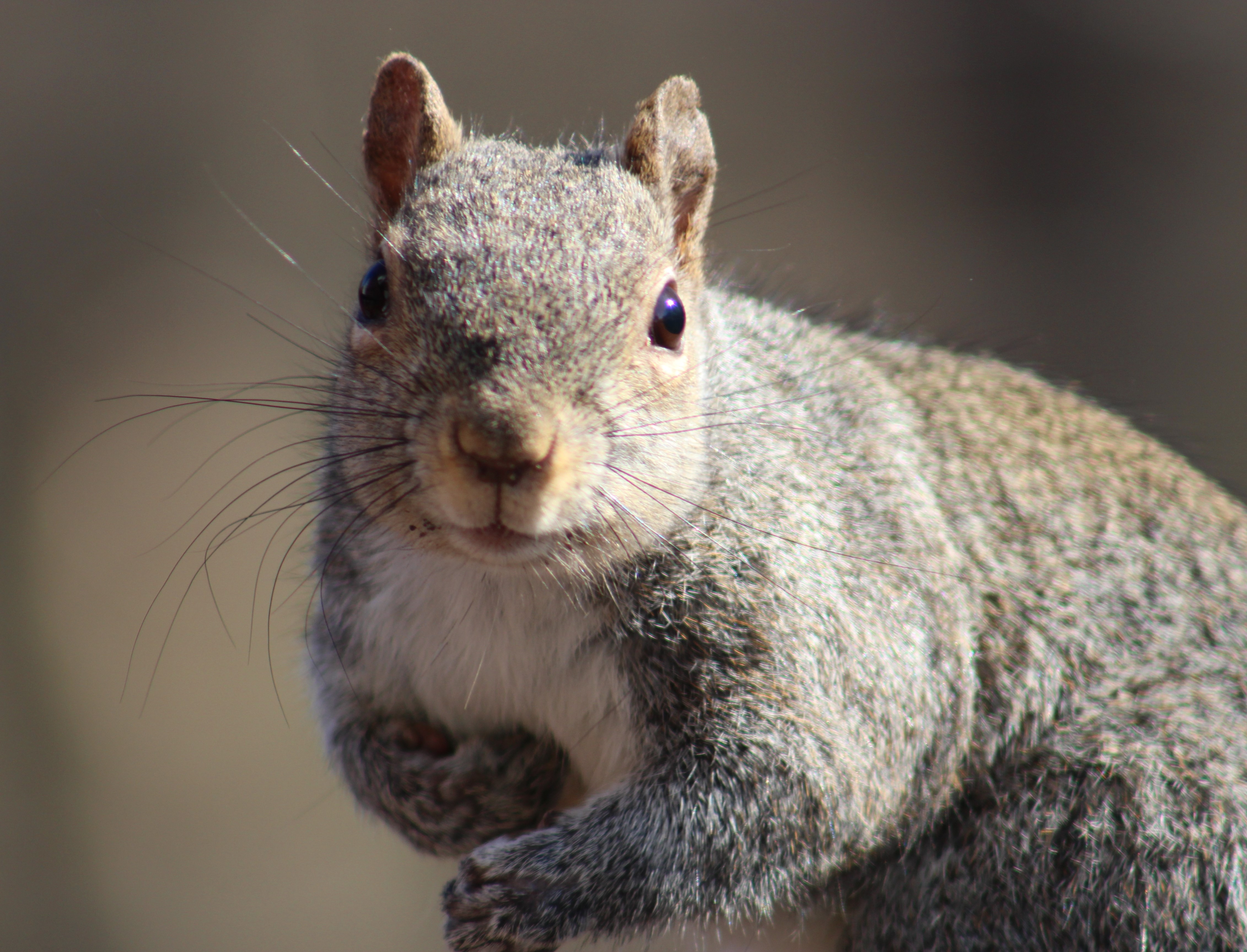 "Me, eat all your birdseeds? Never."