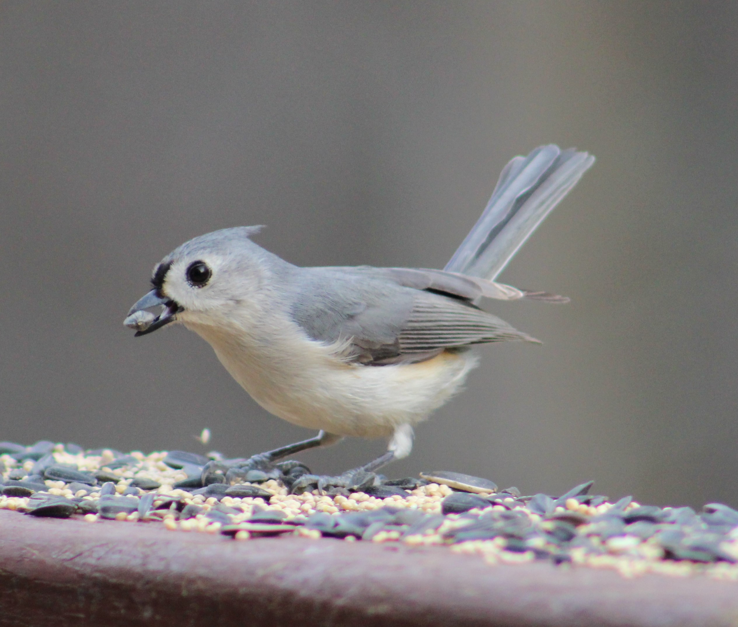 Tuffy the Tufted Titmouse