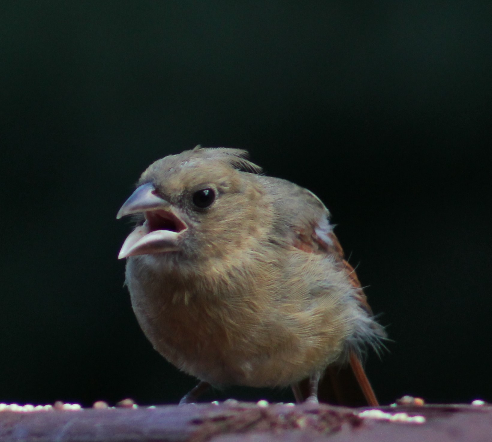 Bratty teenage cardinal