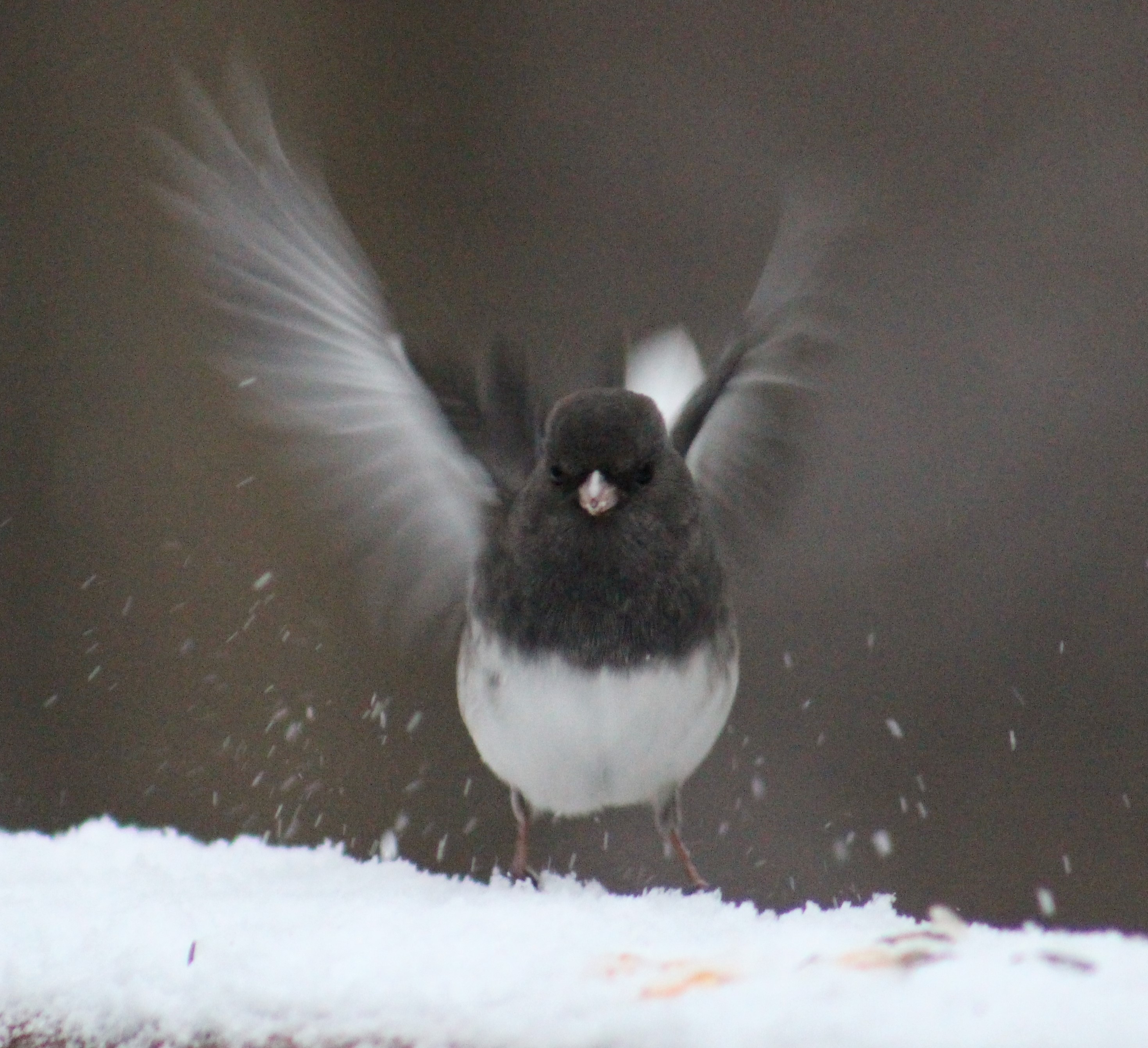 Junco alights on a snowy ledge
