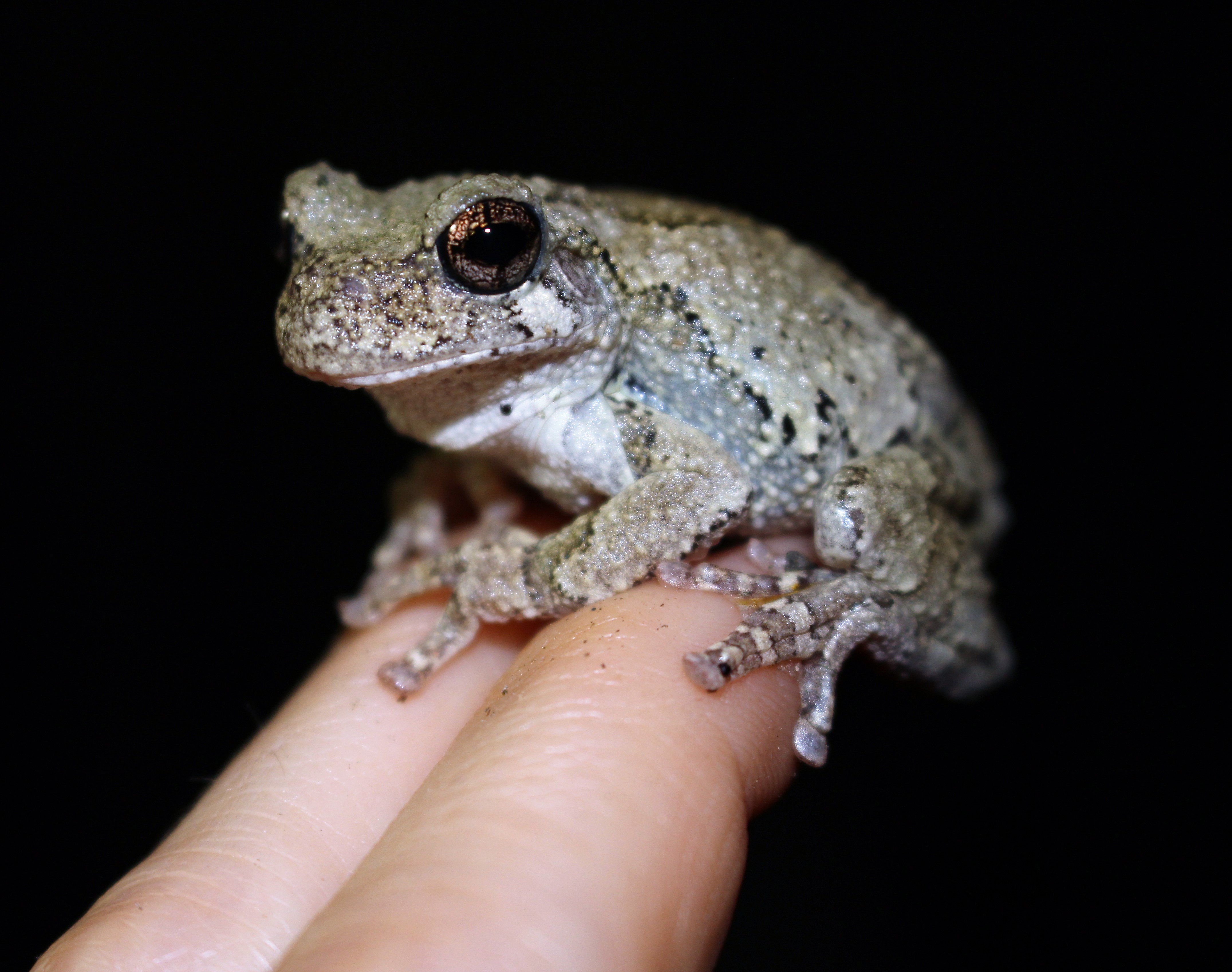 Cute lil' tree friend
