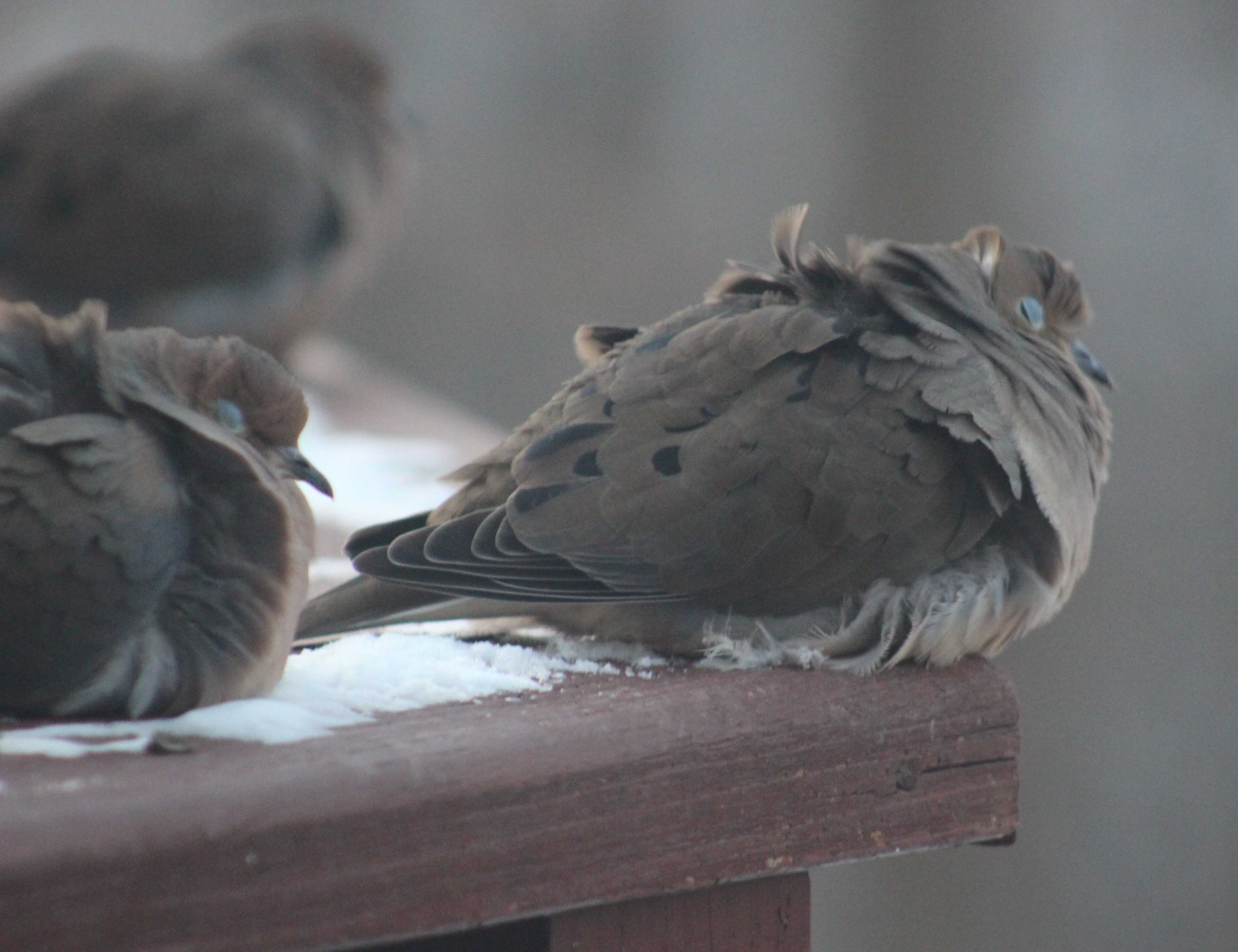 Cold, fluffley doves