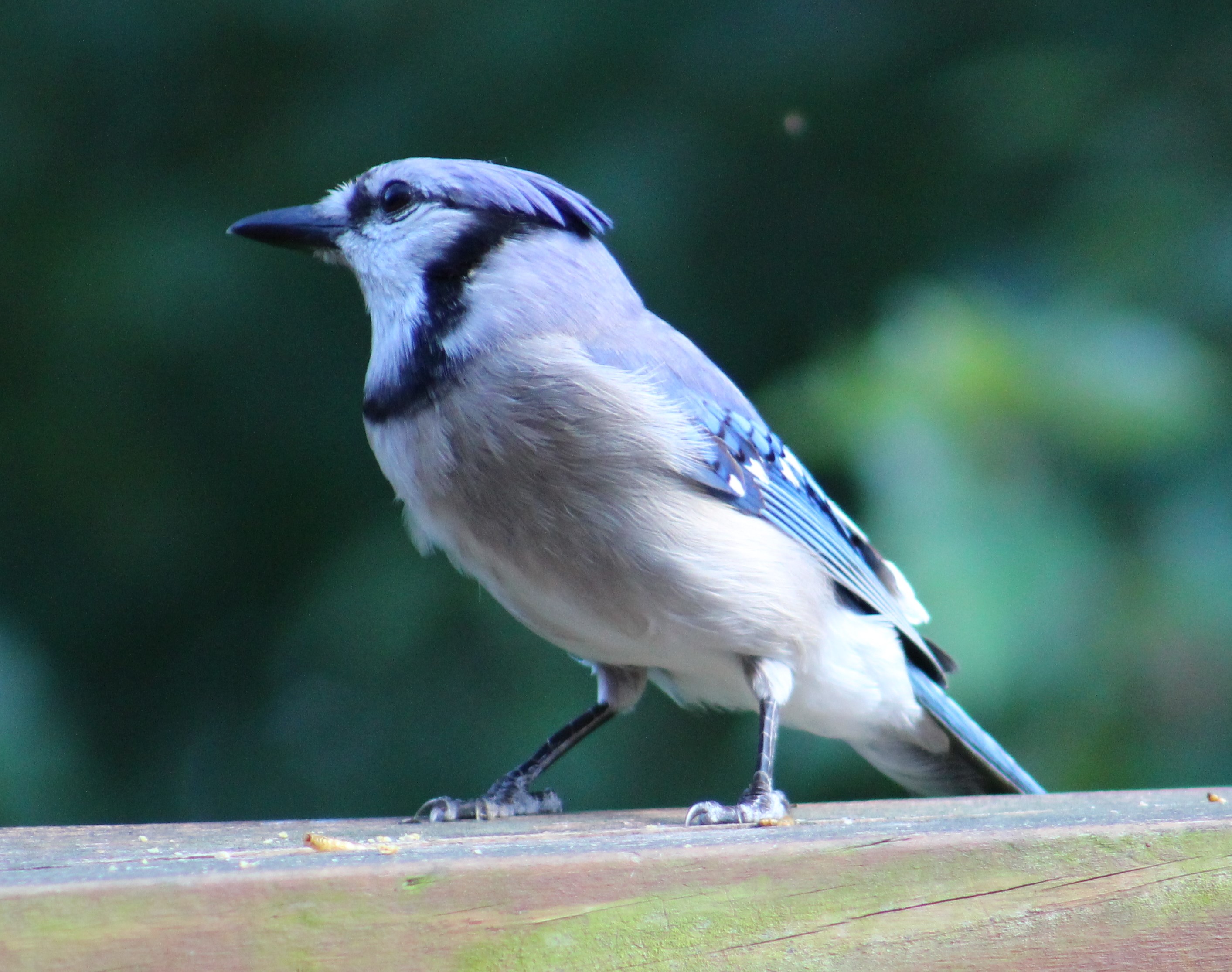 This Blue Jay resembles Donald Trump