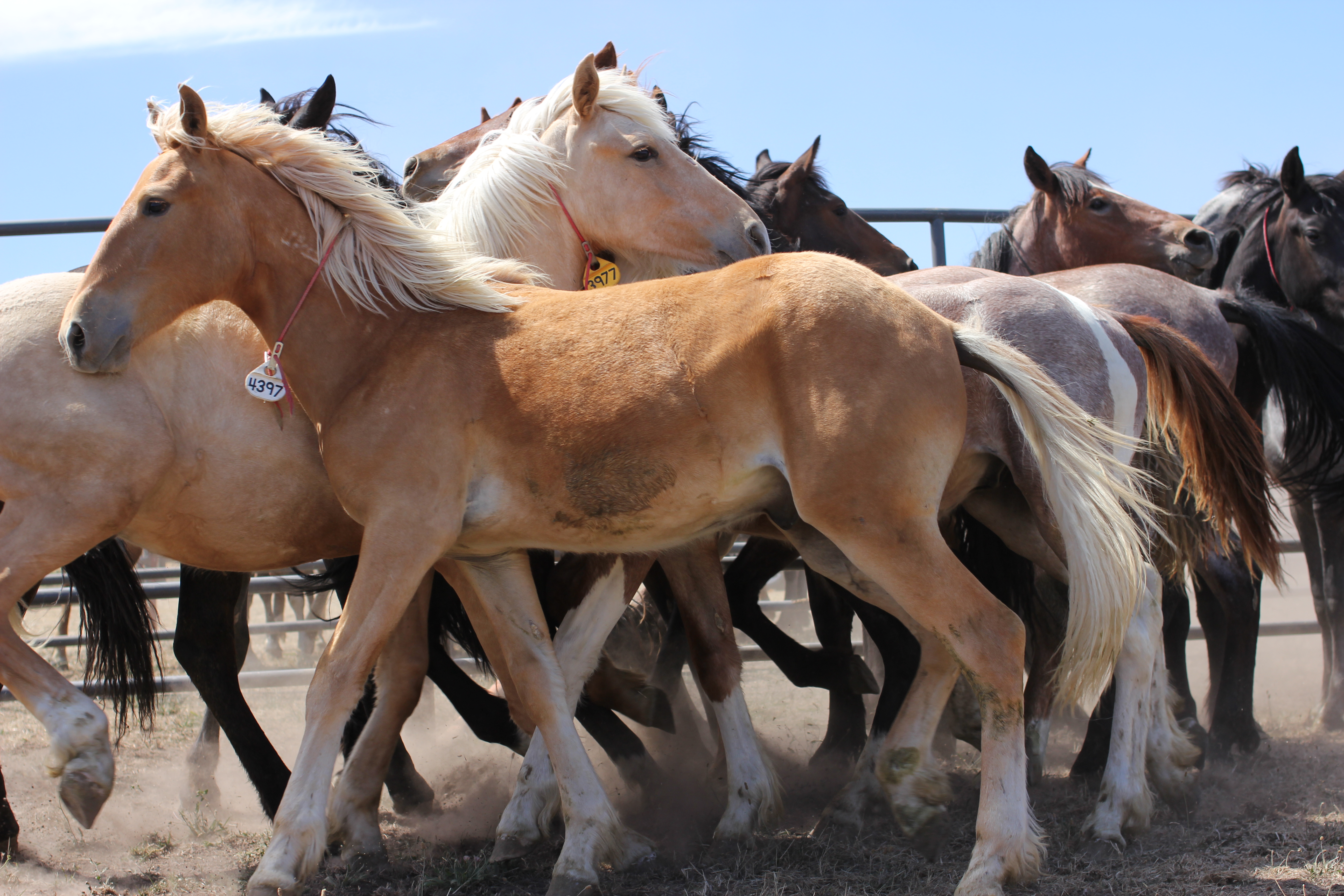 Wild Horse Colts