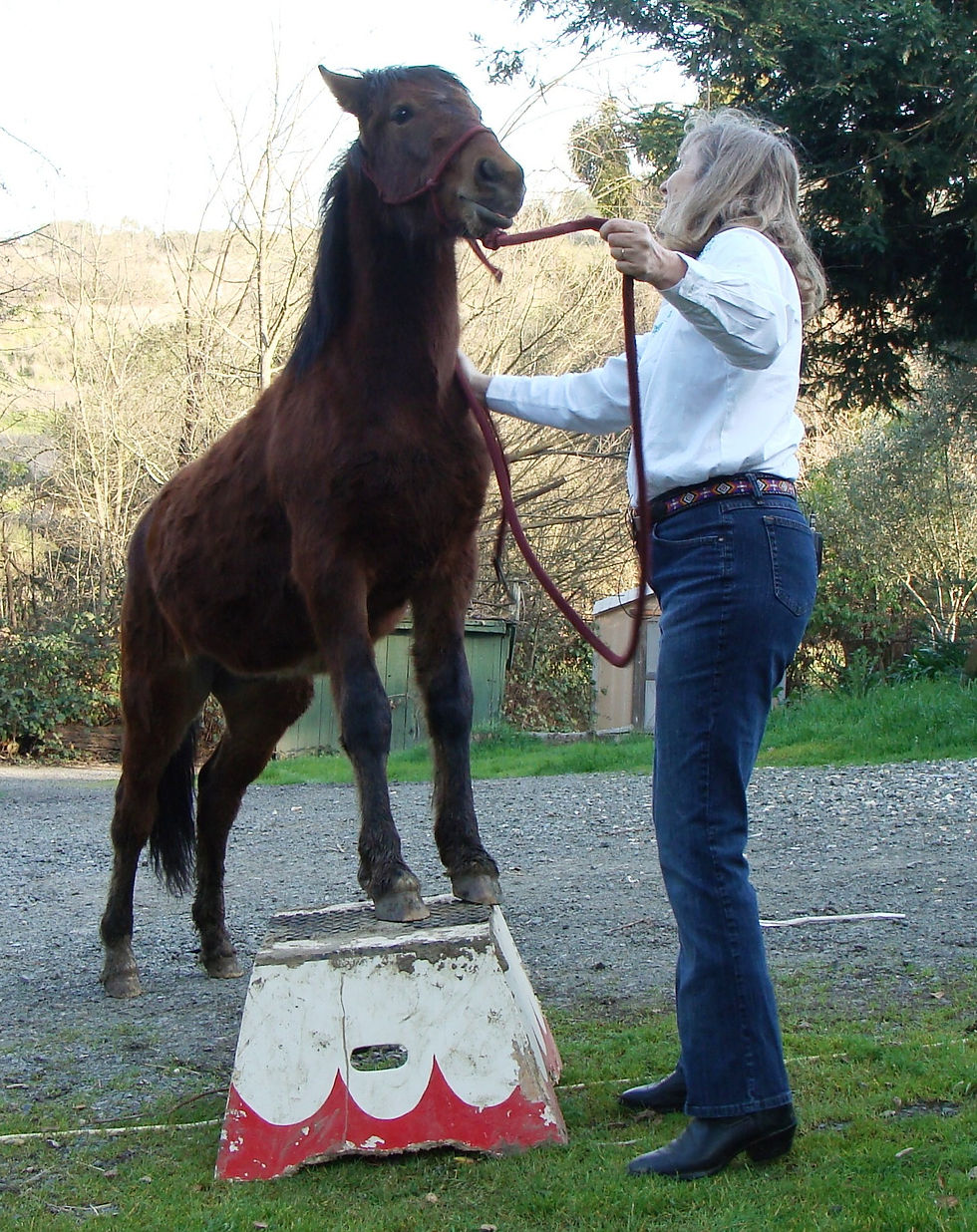 02-17-2008 Pine Nut Pony 013