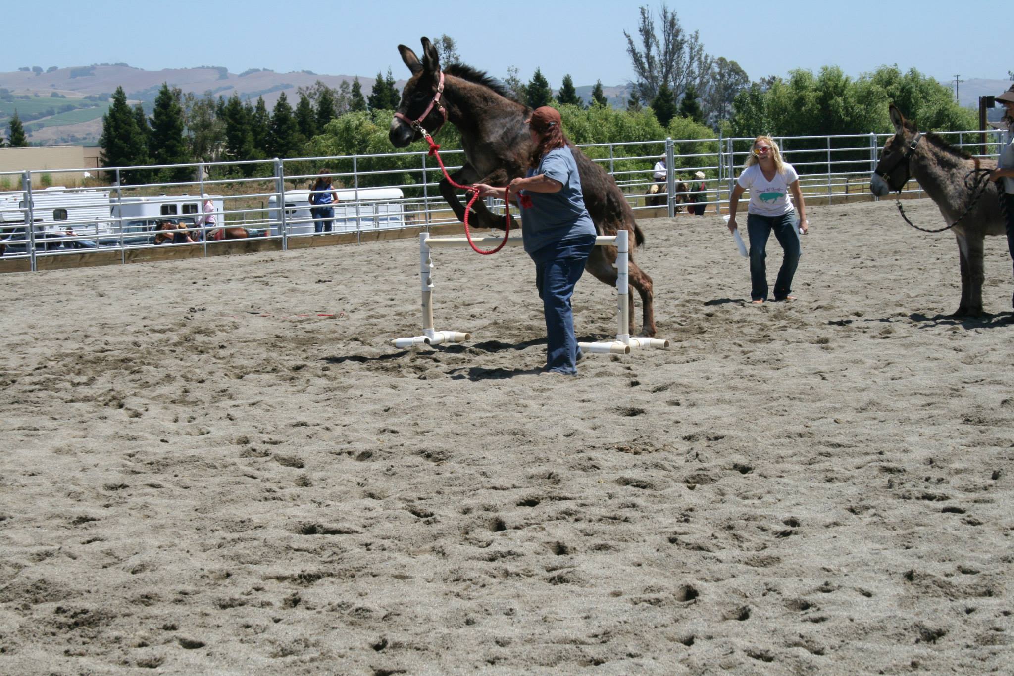 Burro Jumping