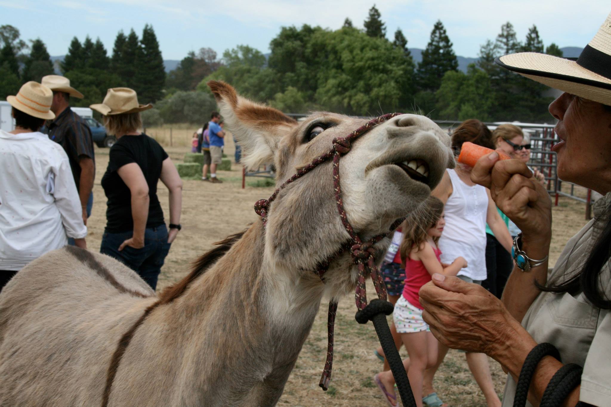Friendly Burro