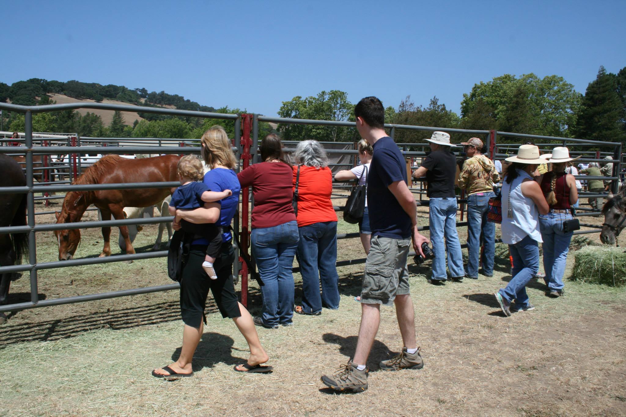Viewing wild horses and burros