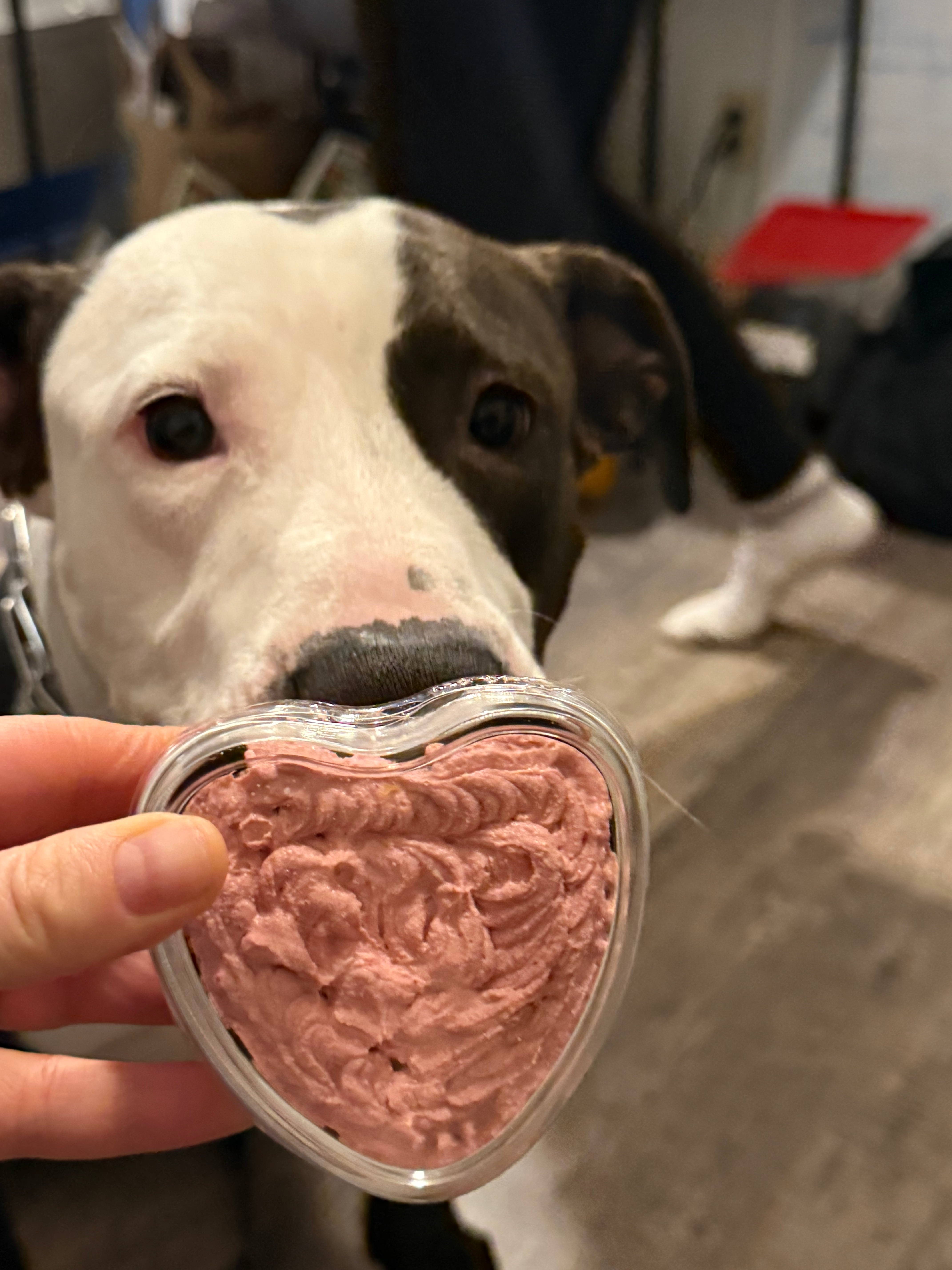 Valentine’s Day pupcake 