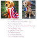 I am a P.T.S.D. Service Dog