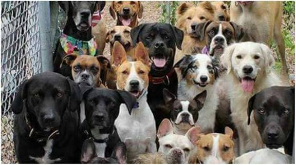K 9 for Veteran bike run http://www.adlservicedogs.com