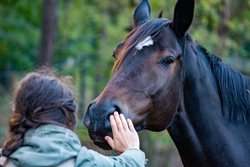 Horse care taken bonding with a horse