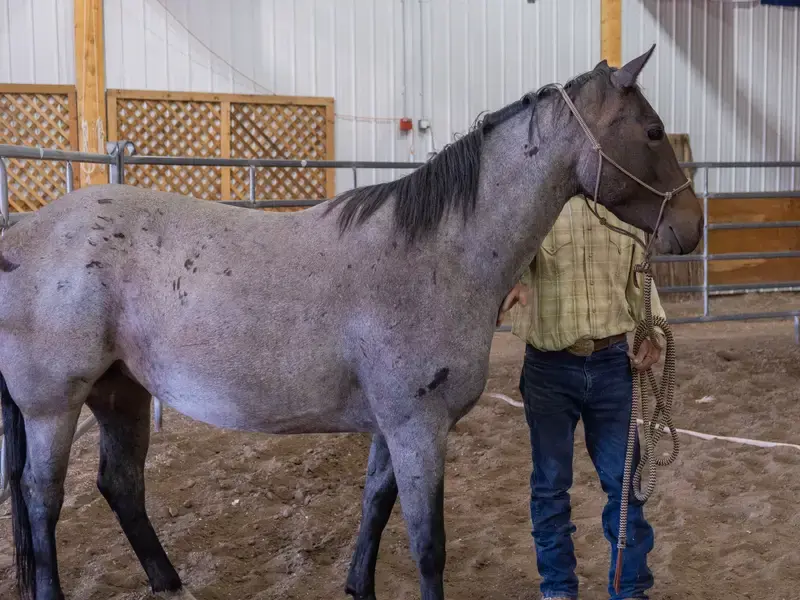 Horse in the stables and boarding facility