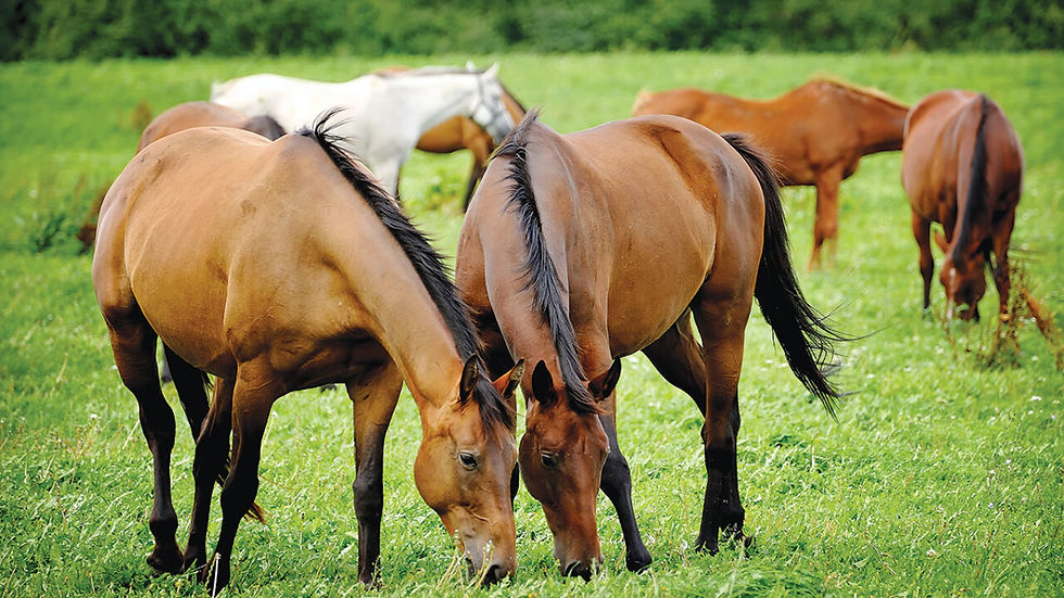 Horses are grazing in the field