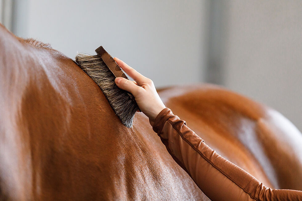 A brown horse being brushed for grooming