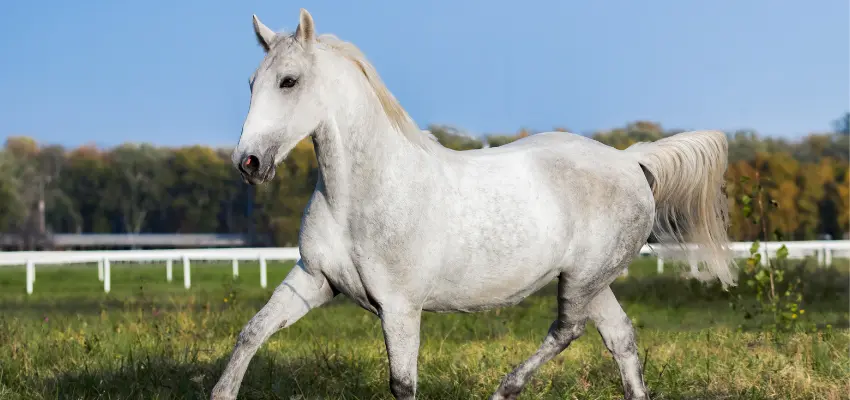 An image of the Lipizzaner horse