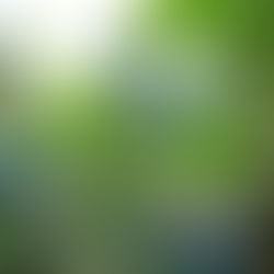 夏の庭で収穫~ブルーベリー