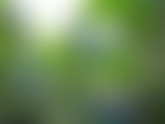 夏の庭で収穫~ブルーベリー