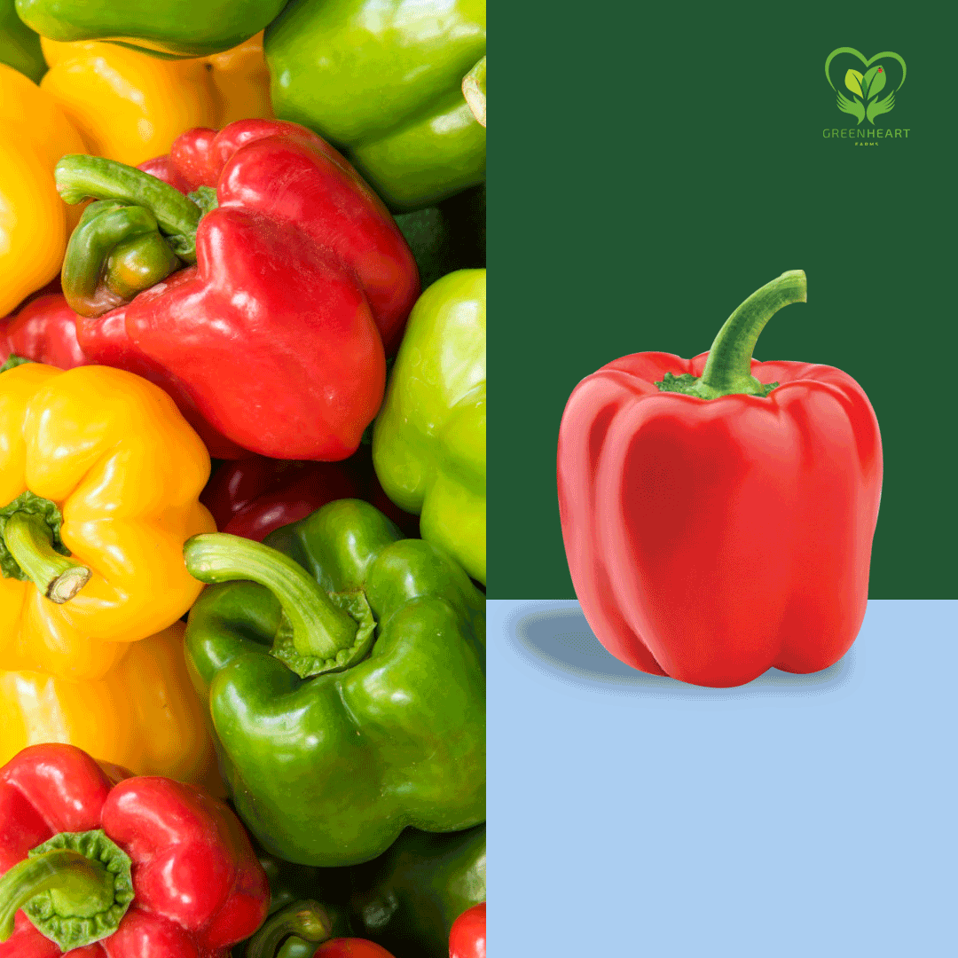 SIDE-CAPSICUM-VIBRANT.gif