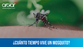 ¿Cuanto vive un mosquito?