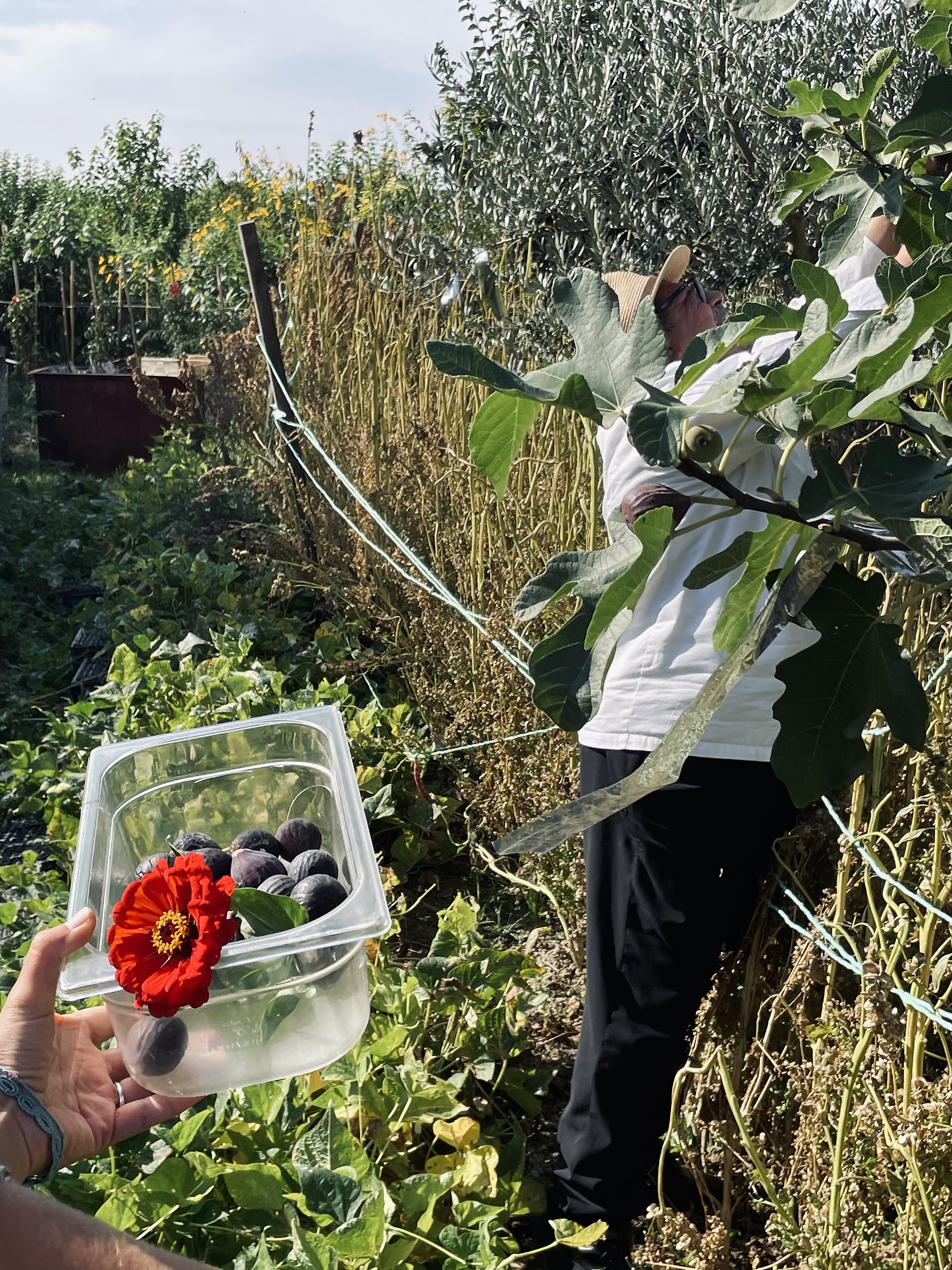 Zinnias and gifted figs
