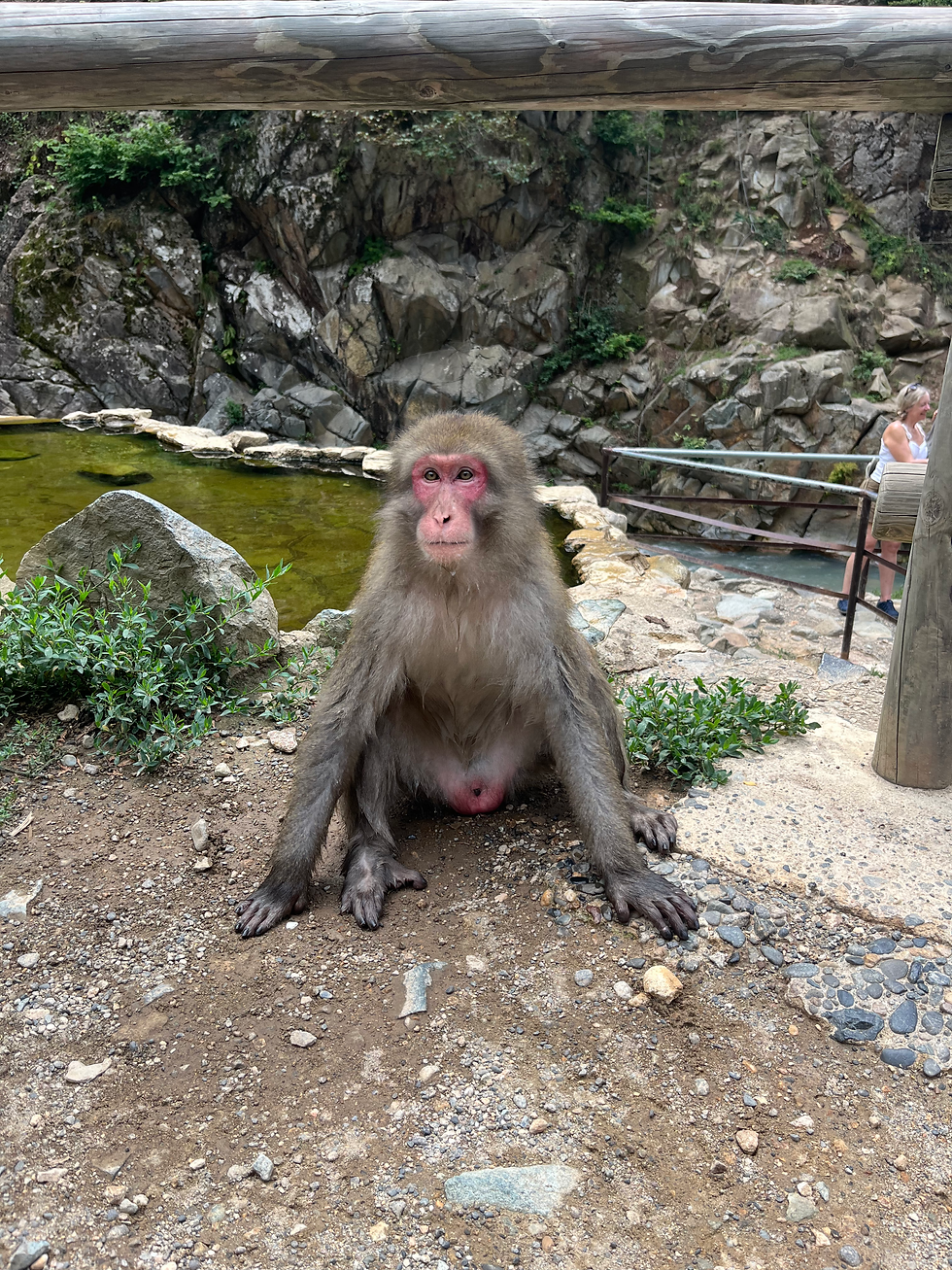 Der Japanmakake scheint zu posieren.