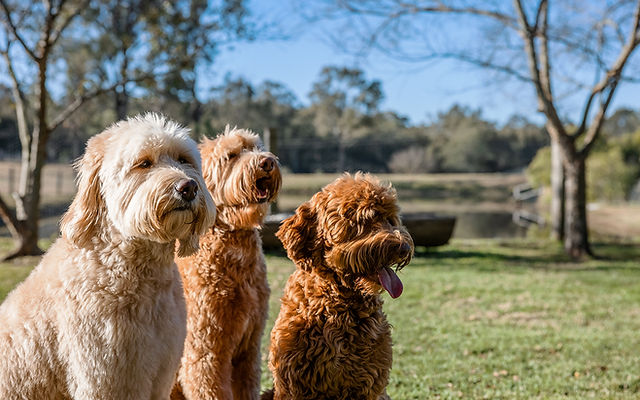 hunter valley tamaruke puppy farm