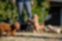 Tamaruke Labradoodle Puppy Dogs Dog puppies oodles taloodles doodles spoodles family kid friendly hypo-allergenic non-shedding Nonshedding hypoallergenic Unique Newcastle hunter valley singleton NSW Australia Aus Sydney Syd the breed to suit every need worldwide shipping kaysadale krakajak best cute cutest comfort therapy dogsofinsta instadogs