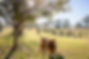 Tamaruke Labradoodle Puppy Dogs Dog puppies oodles taloodles doodles spoodles family kid friendly hypo-allergenic non-shedding Nonshedding hypoallergenic Unique Newcastle hunter valley singleton NSW Australia Aus Sydney Syd the breed to suit every need worldwide shipping kaysadale krakajak best cute cutest comfort therapy dogsofinsta instadogs