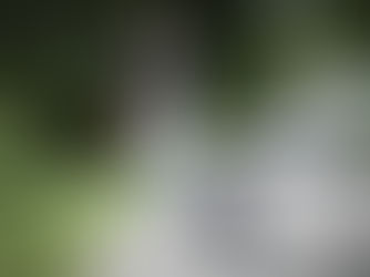 Capire come mai il cane tira al guinzaglio