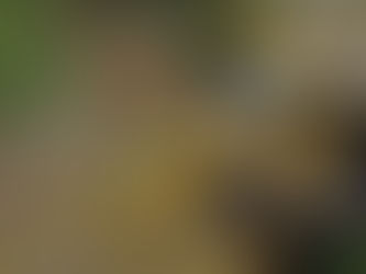 Municipalidad invertirá más de 40 millones en reconstrucción de puente de La Palma