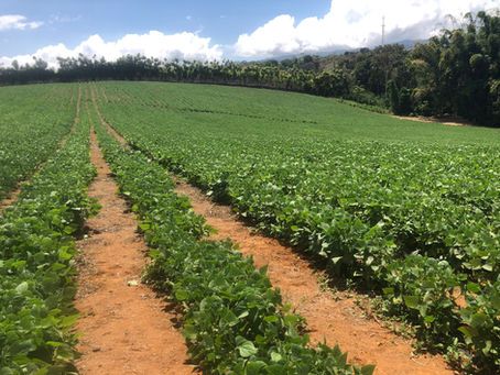 Registro de productores de frijol y maíz blanco inicia el 21 de julio