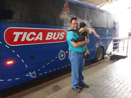 Abelito: el perrito que se robó el corazón de los pasajeros de Tica Bus
