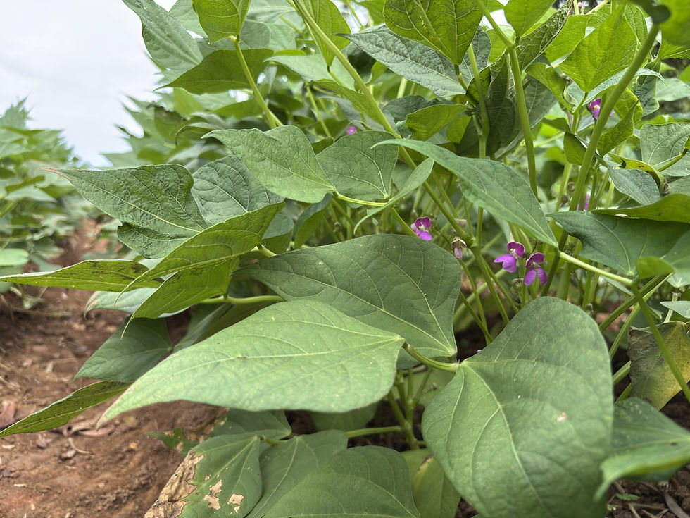 CNP dispone de semilla certificada de maíz y frijol para productores de la Región Brunca