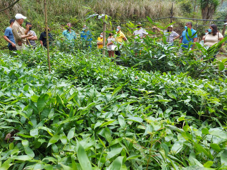 25 familias desarrollarán proyecto de bambú para proteger cuenca del río Quebradas