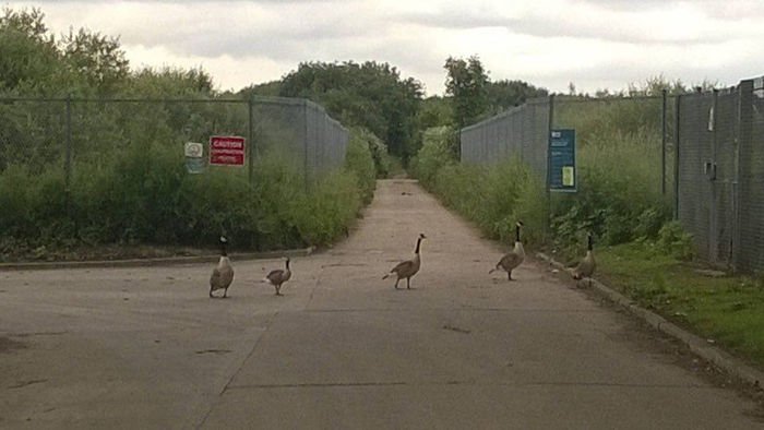 Unusual Road Block