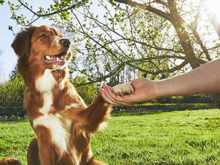 Canine Balance Training: A Secret Weapon for Agility and Everyday Function
